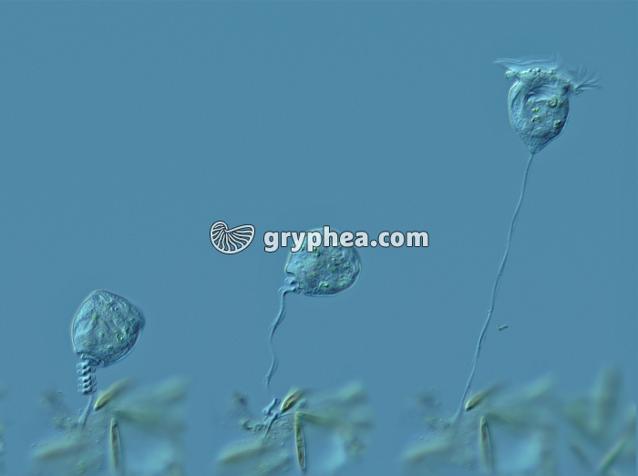  Vorticelle - 3 étapes de l'extension du pédoncule x 30 - gryphea.com